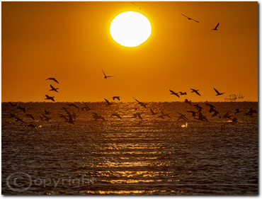 Jesolo Sunrise Birds